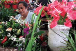 Flowers in Tonga