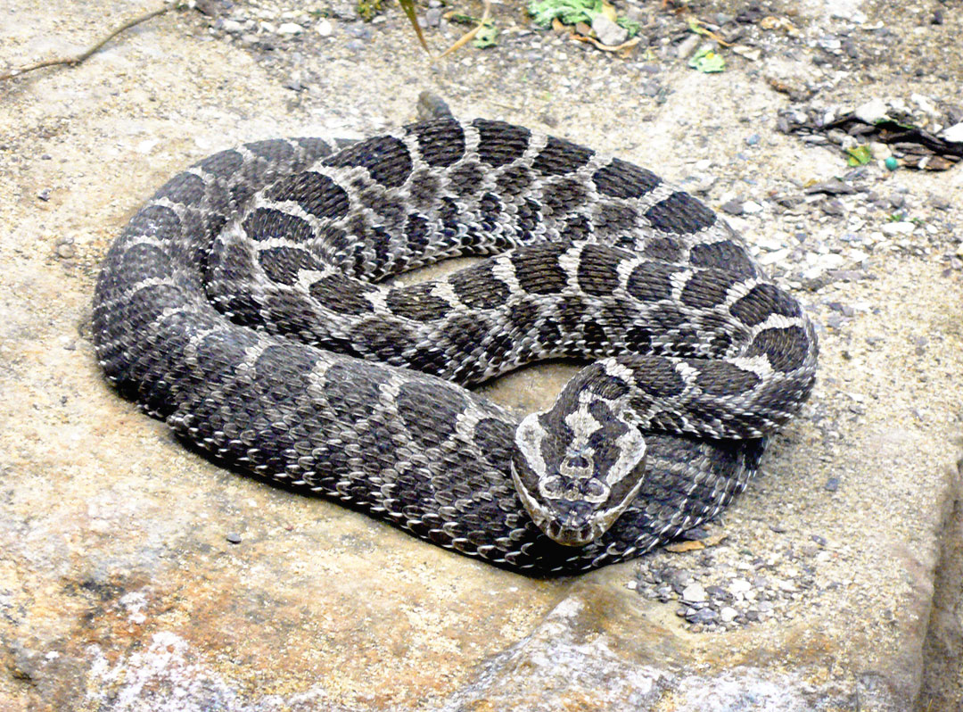 massasauga rattlesnake